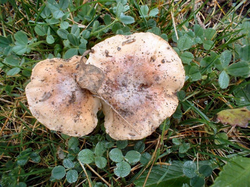 Escursione tra pino e leccio